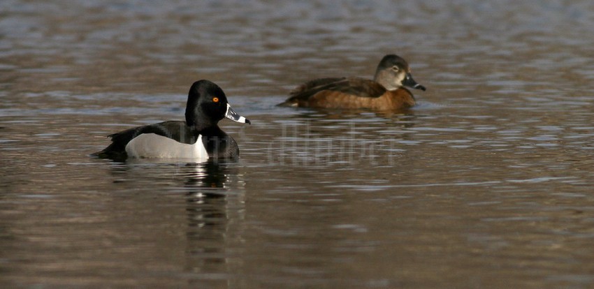 Ring-necked Duck, male-left /Ring-necked Duck, female-right