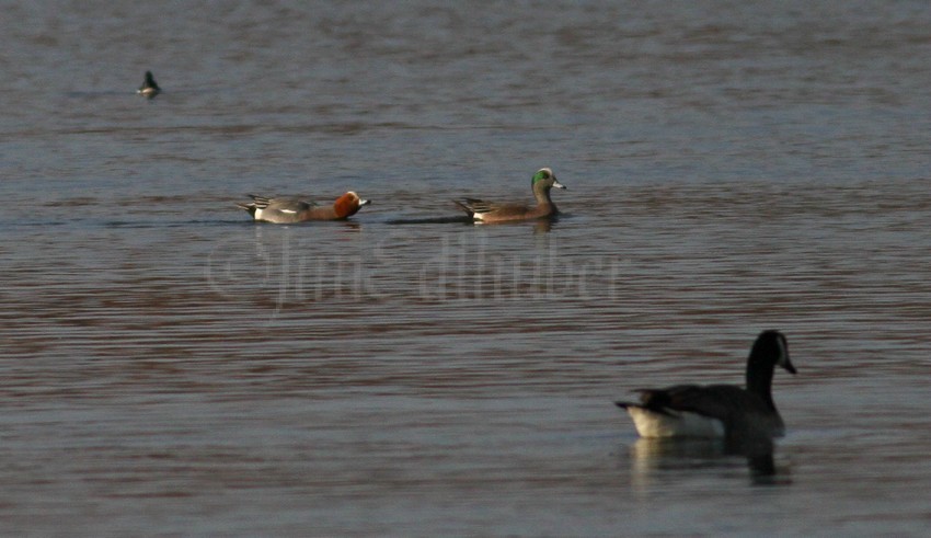 Eurasian Wigeon, male, left, American Wigeon, male, right