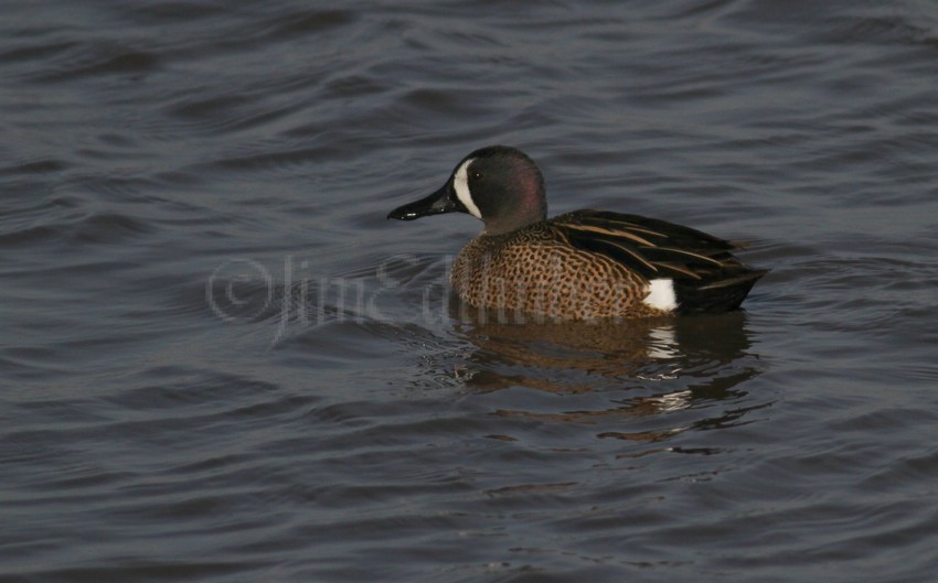 Blue-winged Teal, male Goose Pond