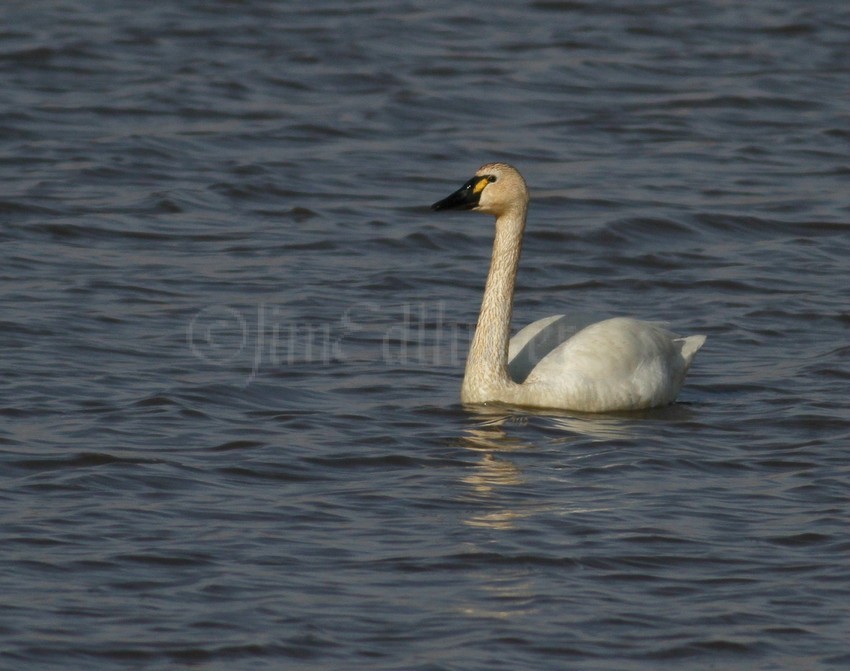 Swan, Goose Pond