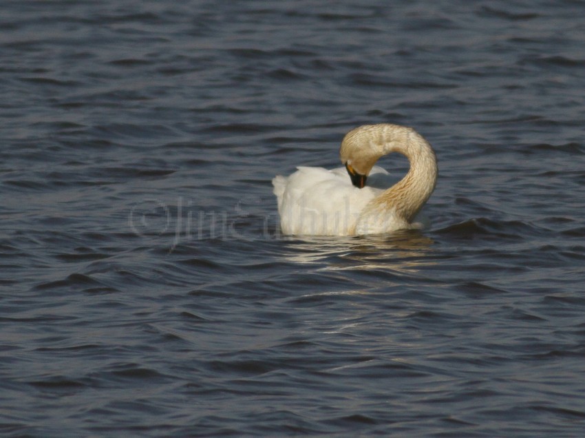 Swan preening, Goose Pond