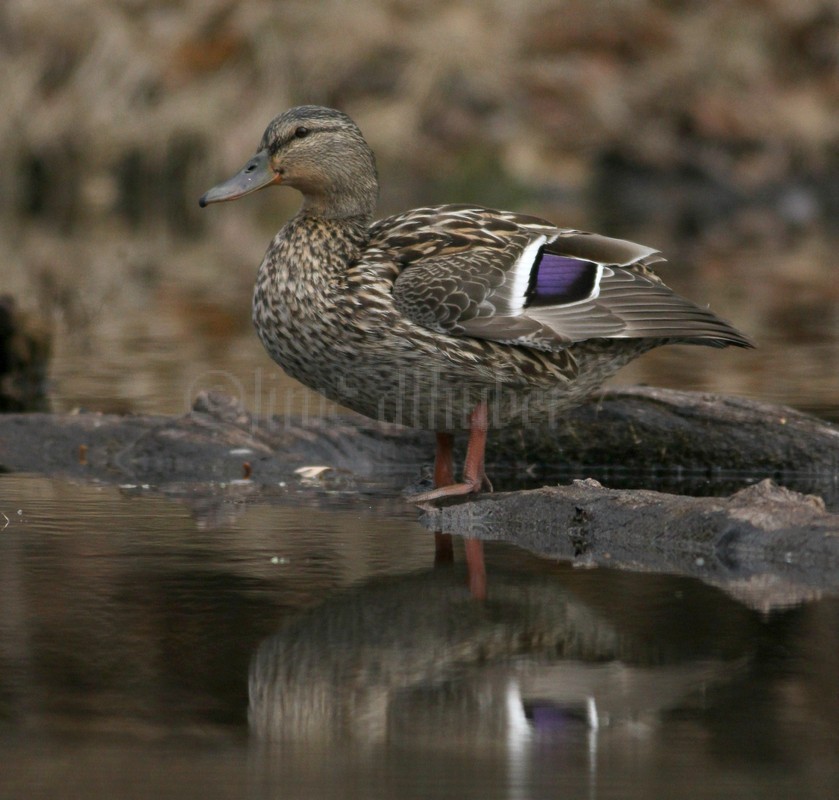 Mallard Duck, female South Kettle Moraine near Eagle