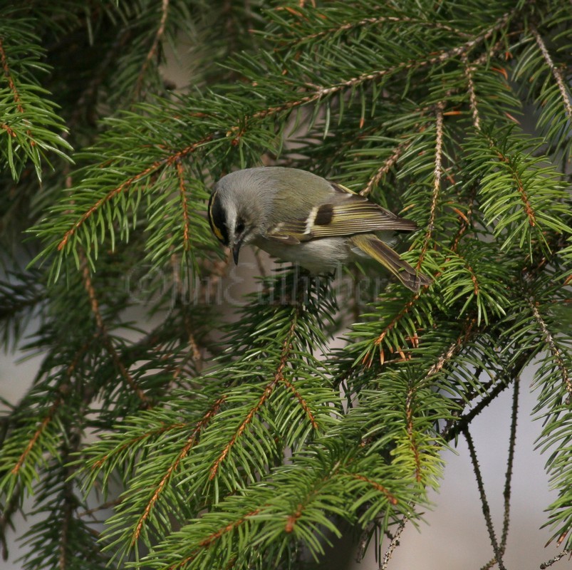 Golden-crowned Kinglet, female looking for an insect.