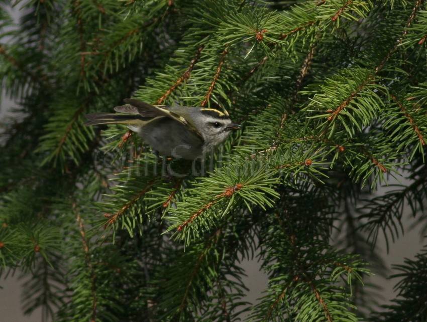 Golden-crowned Kinglet, female going for an insect.