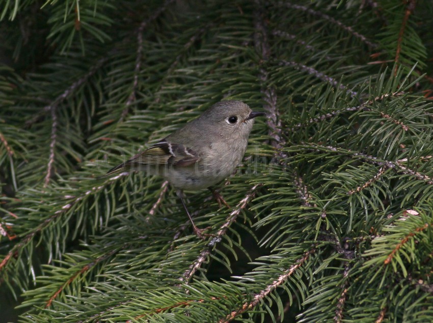 Ruby-crowned Kinglet, female watching an insect.
