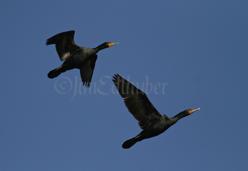 Double-crested Cormorants flyover Lake Michigan