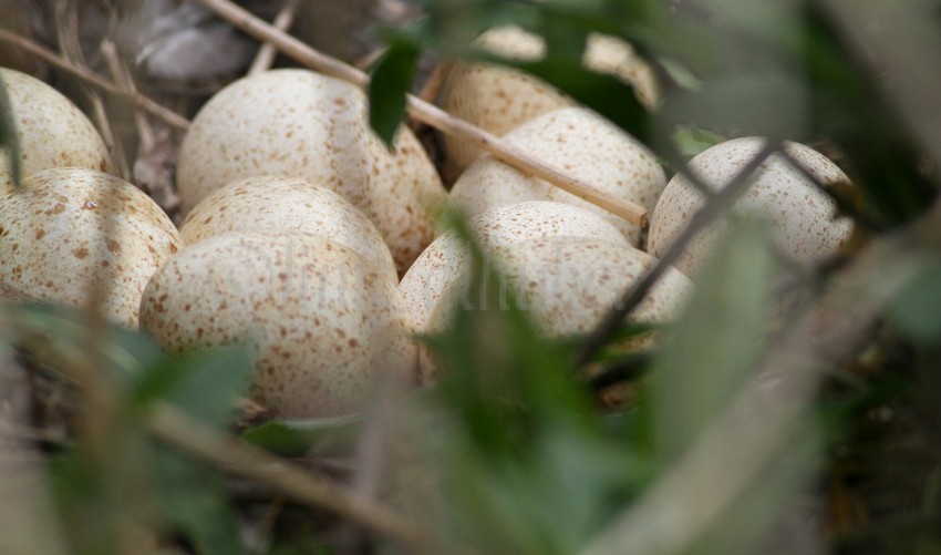 Wild Turkey nest with eggs