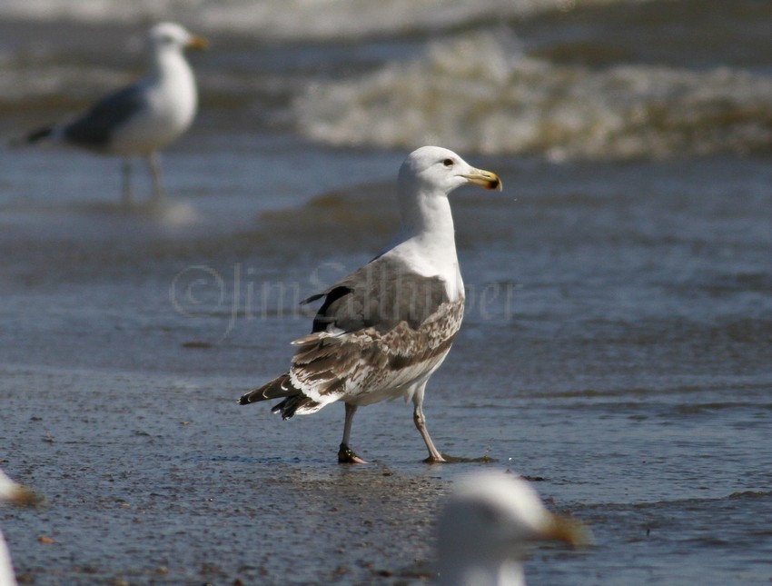 Great Black-backed Gull, 2nd winter