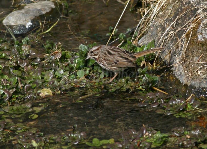 Song Sparrow finding food at Paradise Springs South Kettle Moraine near Eagle