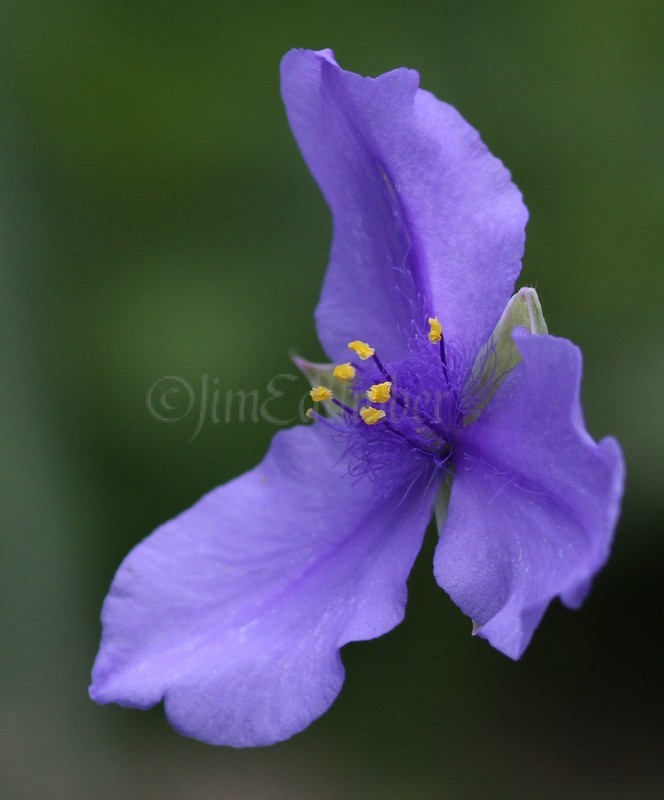 Spiderwort, Tradescantia ohiensis