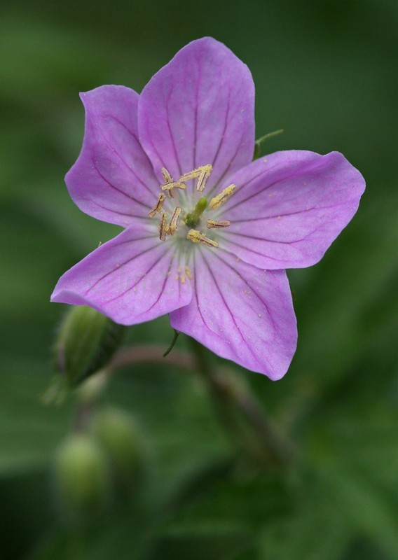 Wild Geranium, Geranium maculatum