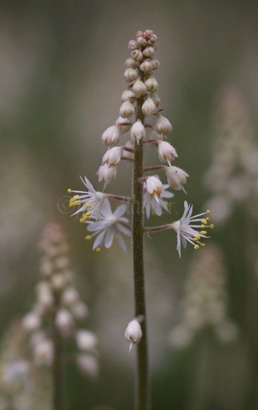 Foamflower, Tiarella cordifolia