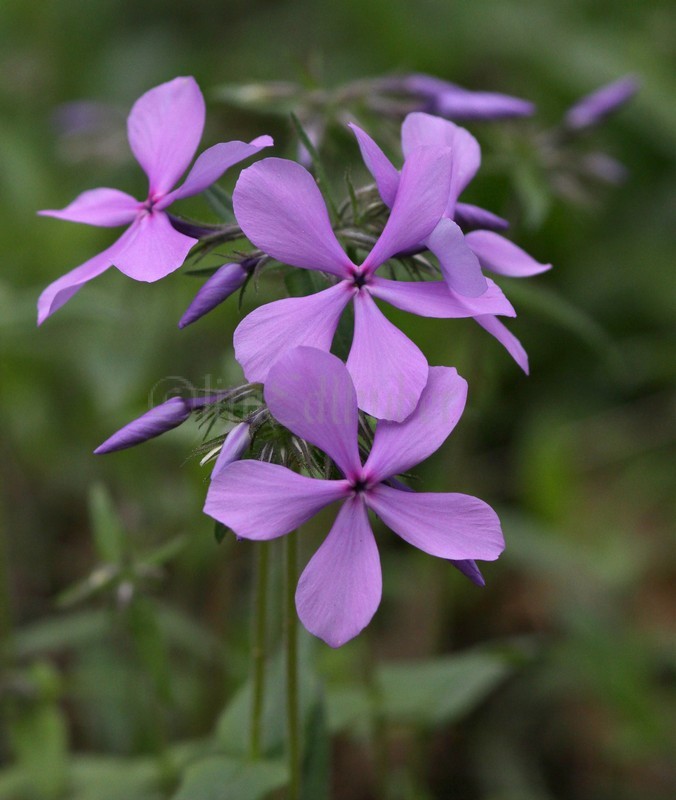 Wild Blue Phlox, Phlox divaricata