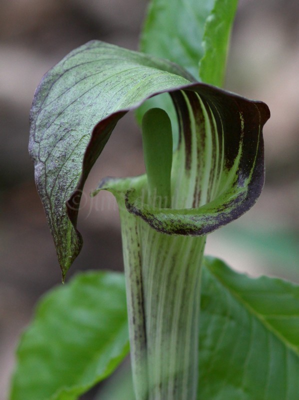 Jack in the Pulpit, Arisaema triphyllum