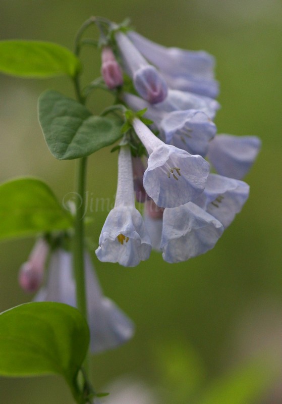 Virginia Bluebells, Mertensia virginica