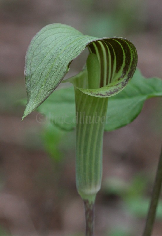 Jack in the Pulpit, Arisaema triphyllum