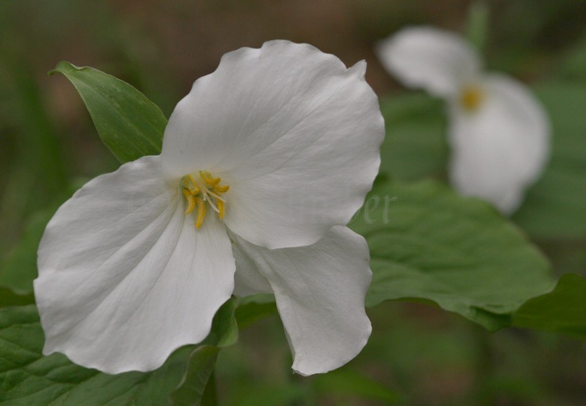 Large White Flowered Trillium, Trillium grandiflorum