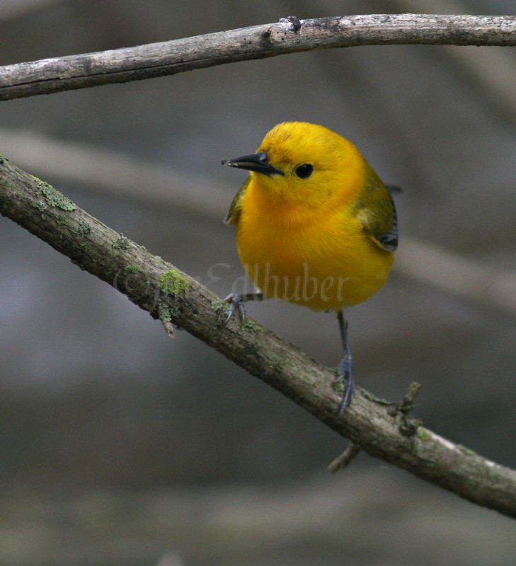 Prothonotary Warbler with a bug