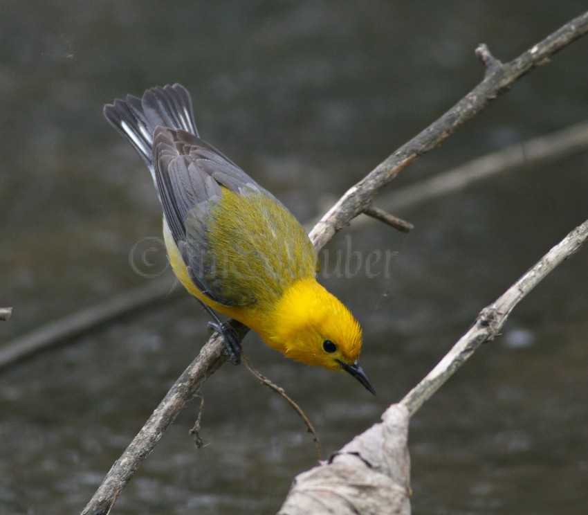 Prothonotary Warbler going for a bug