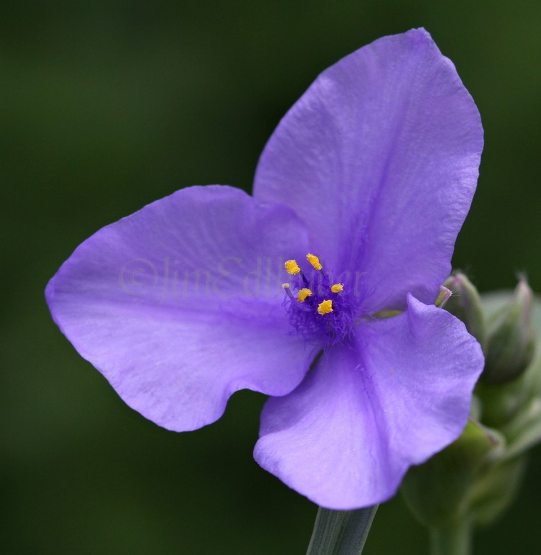 Spiderwort, Tradescantia ohiensis