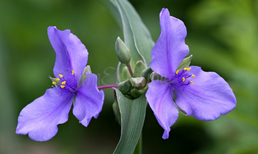 Spiderwort, Tradescantia ohiensis