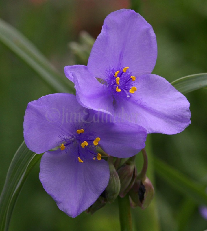 Spiderwort, Tradescantia ohiensis