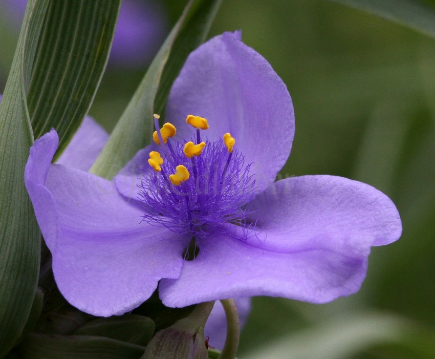 Spiderwort, Tradescantia ohiensis