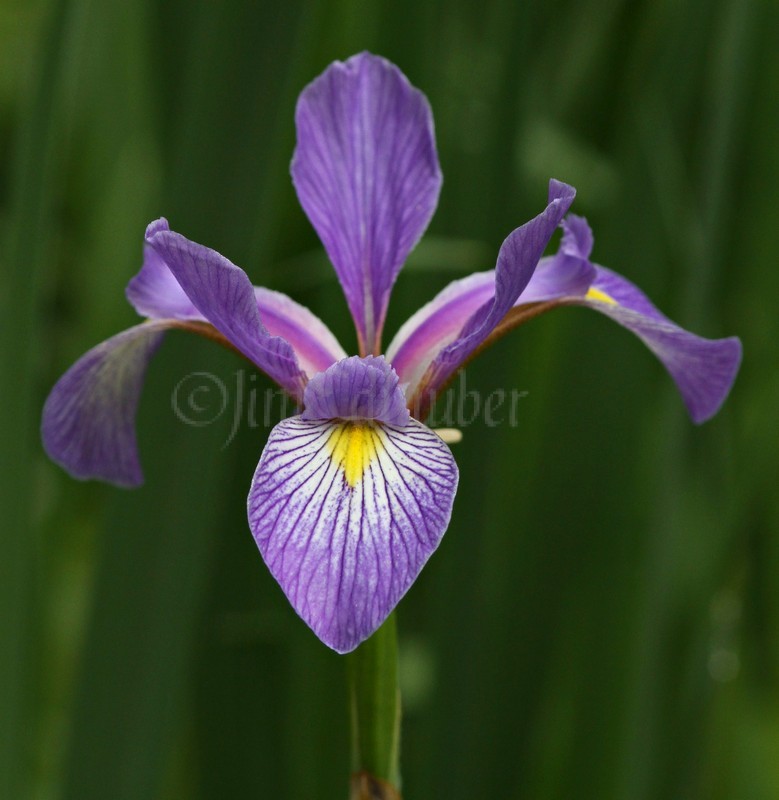 Wild Iris, Iris virginica shrevei