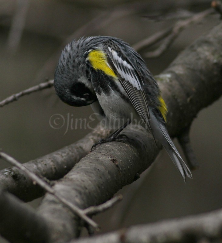 Yellow-rumped Warbler preening