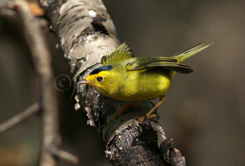 Wilson's Warbler going for a bug!