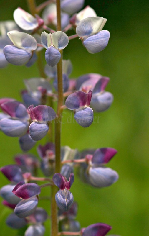 Wild Lupine, Lupinus perennis