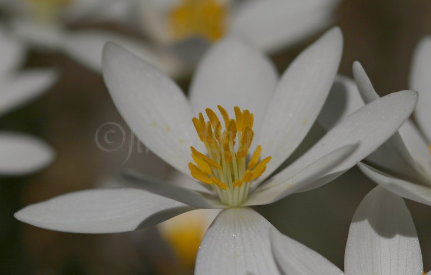 Bloodroot, Sanguinaria canadensis