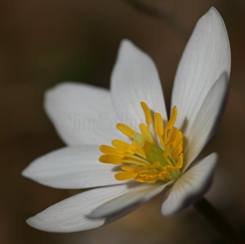 Bloodroot, Sanguinaria canadensis