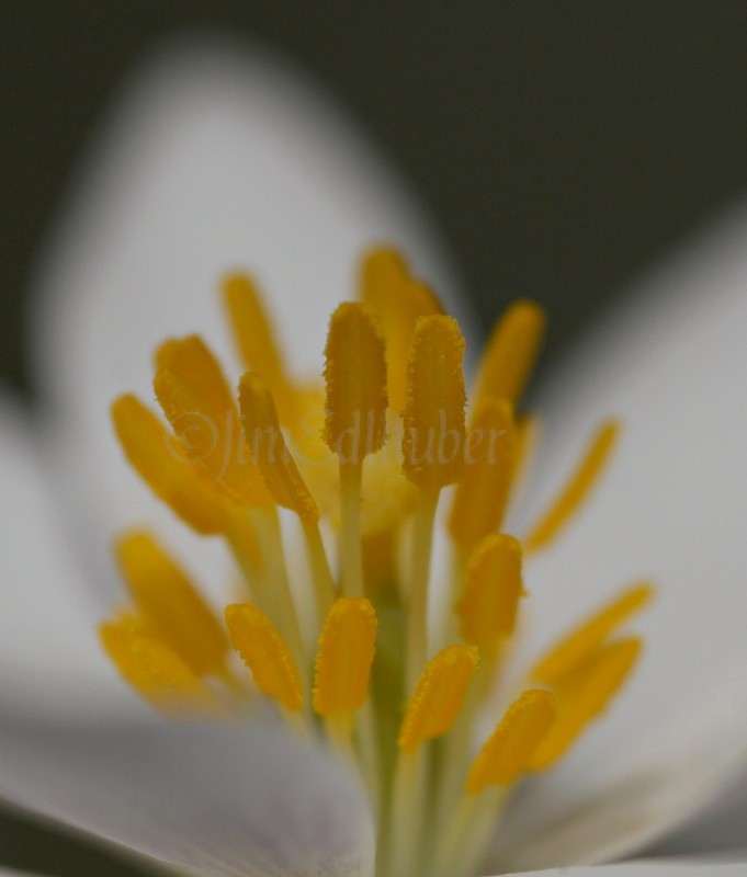 Bloodroot, Sanguinaria canadensis