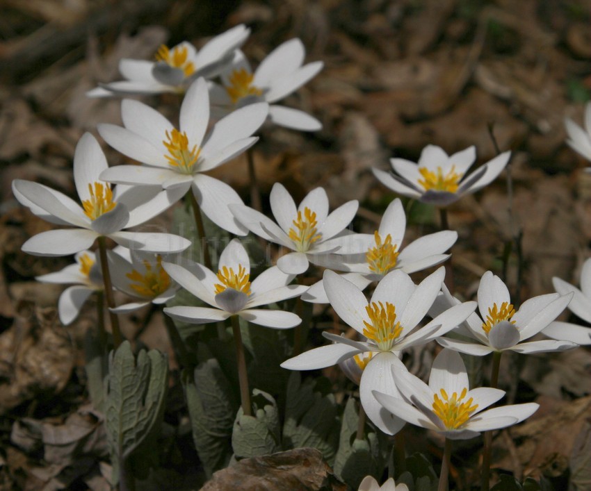 Bloodroot, Sanguinaria canadensis