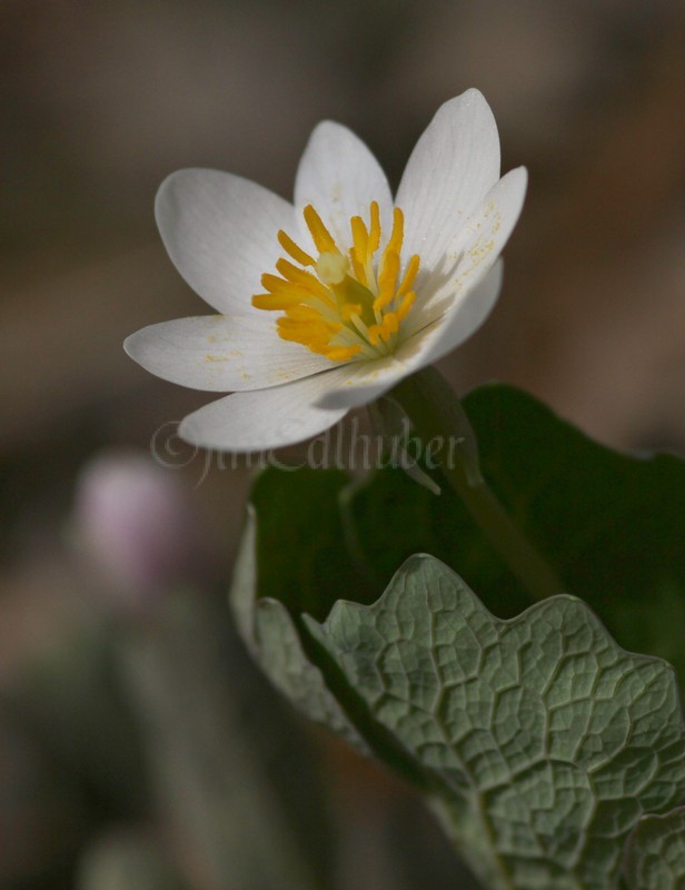 Bloodroot, Sanguinaria canadensis