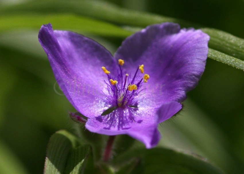 Prairie Spiderwort, Tradescantia bracteata