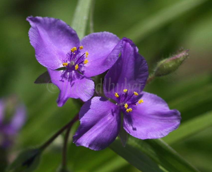 Prairie Spiderwort, Tradescantia bracteata