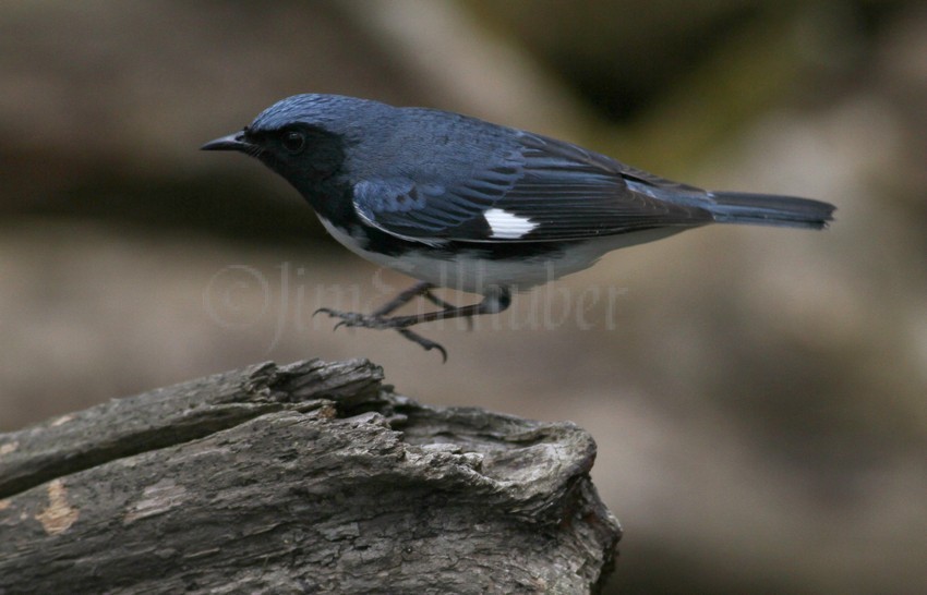 Black-throated Blue Warbler at the landing!