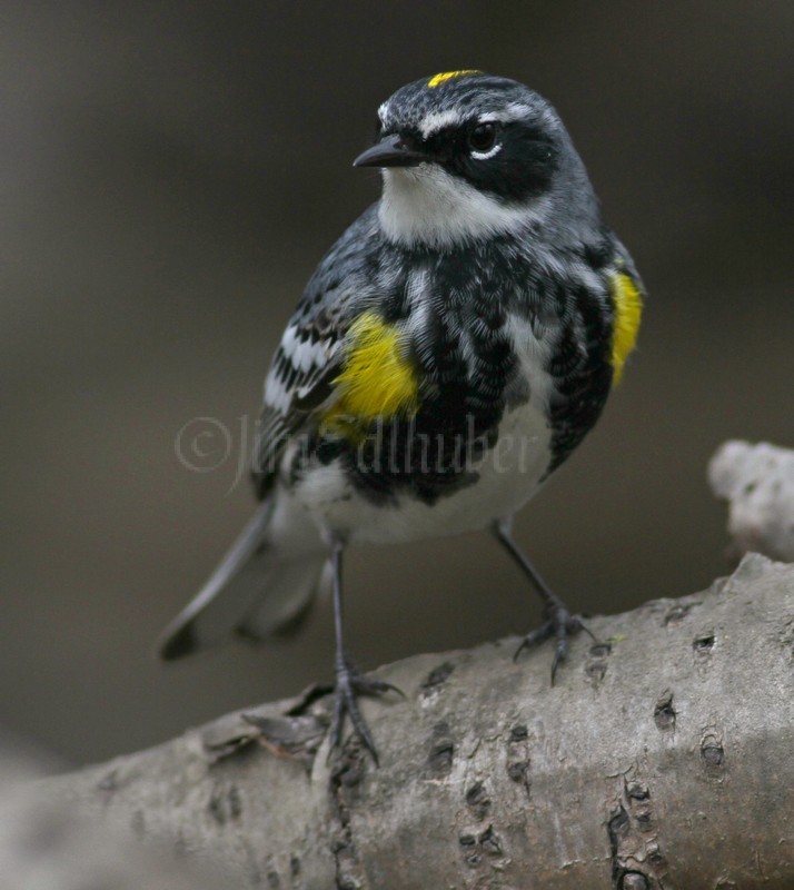 Yellow-rumped Warbler 