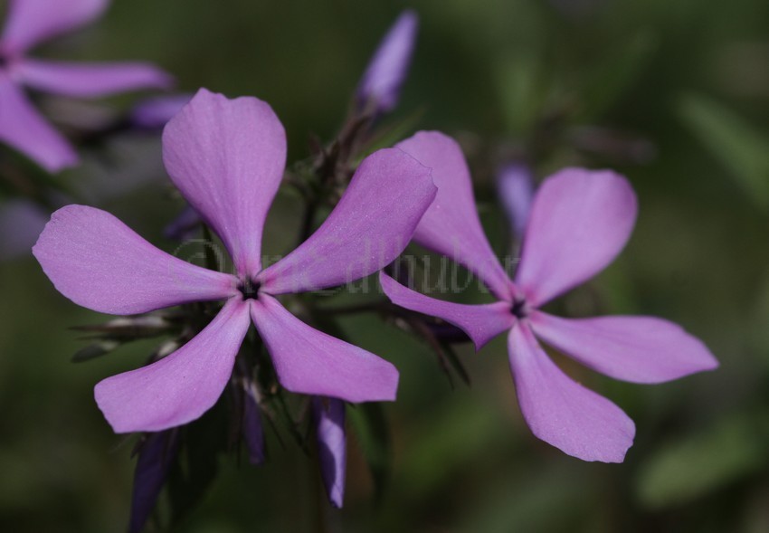 Wild Blue Phlox, Phlox divaricata