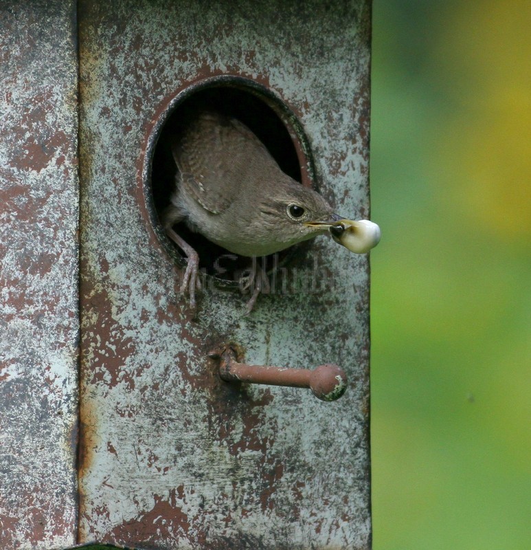 House Wren removing fecal sacs from nest