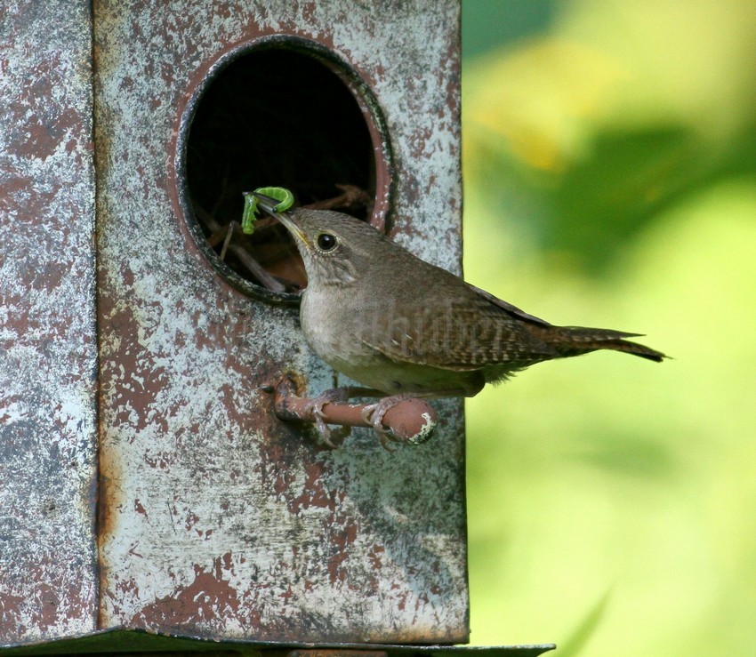 House Wren adult feeding young, yard bird in Waukesha County 5-14-15