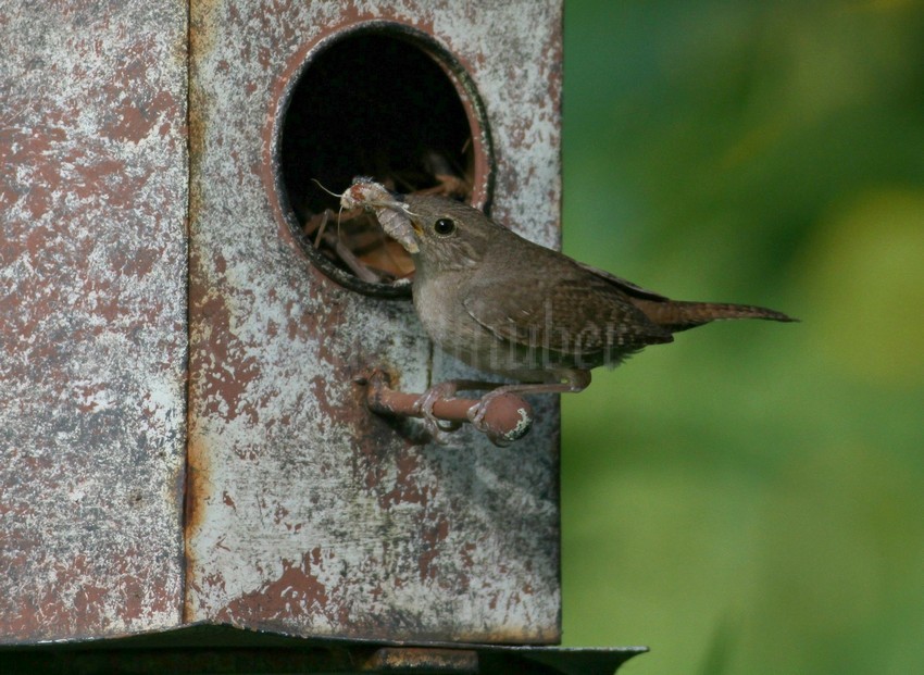 House Wren with moth