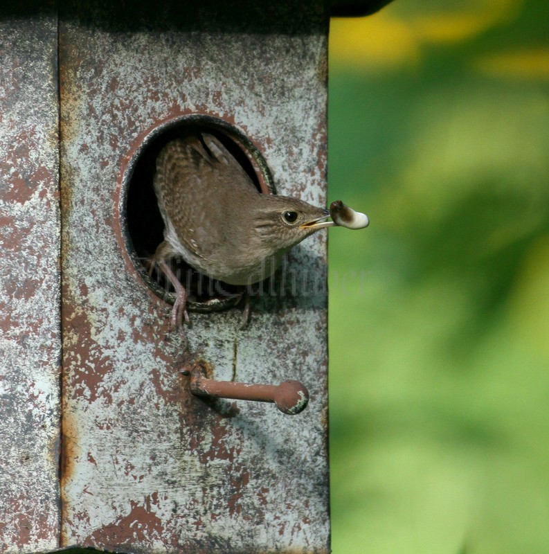 House Wren removing fecal sacs from nest