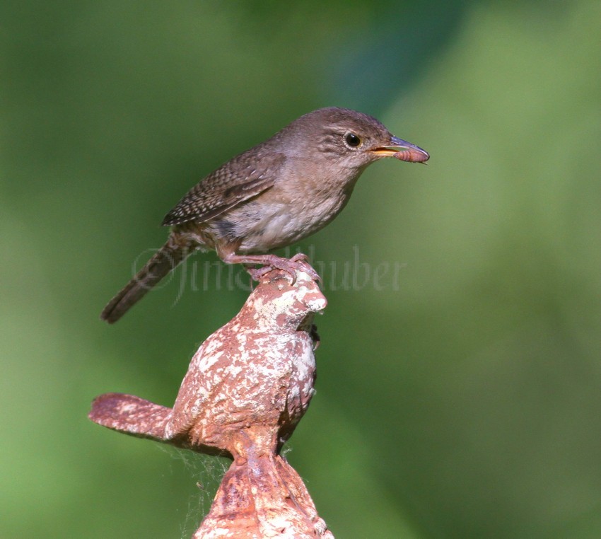 House Wren arriving at the bird house with some food