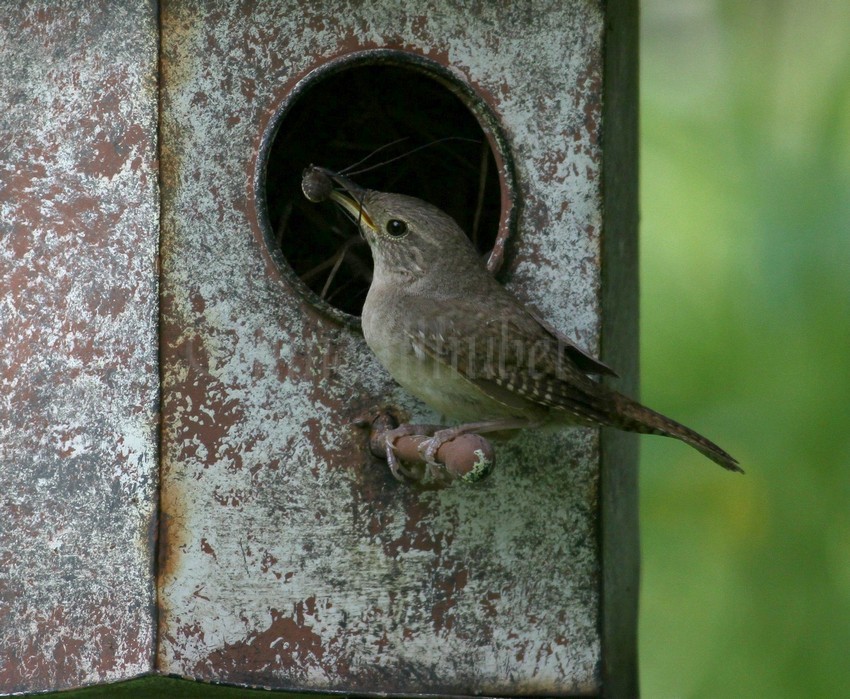 House Wren with Daddy Longlegs