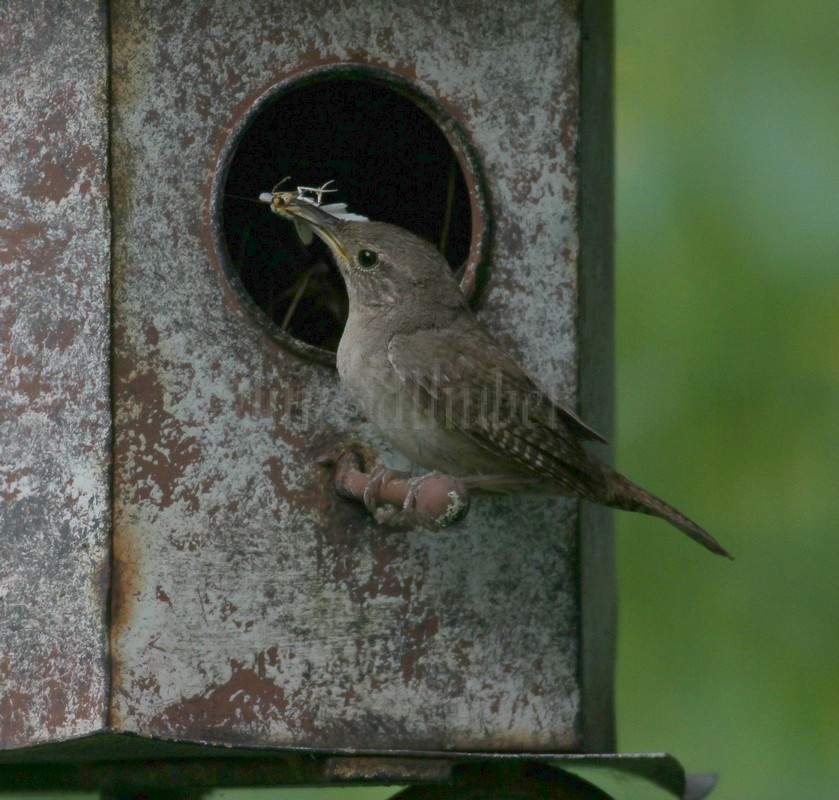 House Wren with a moth