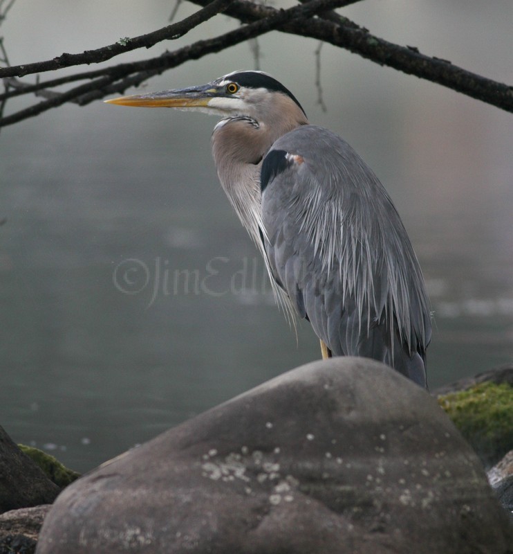 Great Blue Heron just hanging out