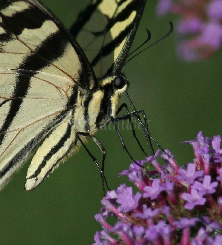 Eastern Tiger Swallowtail Butterfly on Purpletop Vervain, verbena bonariensi (close-up)